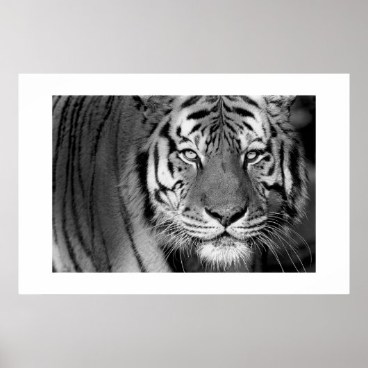 Amur Tiger #1 Poster (Vorne)