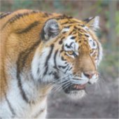 Amur tiger aufkleber (Vorderseite)