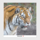 Amur tiger aufkleber (Blatt)