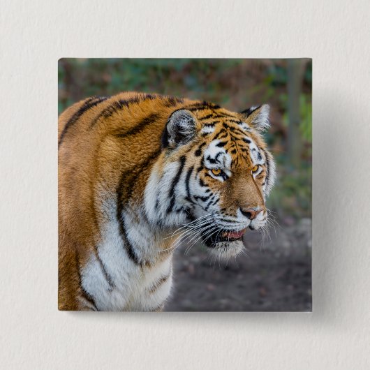 Amur tiger button (Vorderseite)
