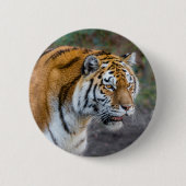 Amur tiger button (Vorderseite)