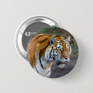 Amur tiger button