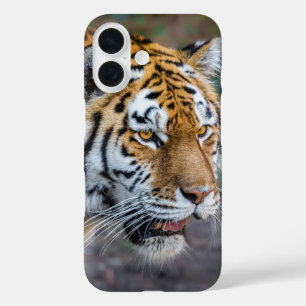 Amur tiger iPhone 16 hülle