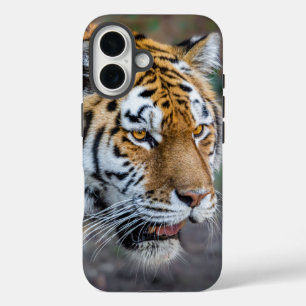 Amur tiger iPhone 16 hülle