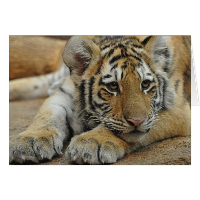 Amur Tiger Cub (Vorderseite (Horizontal))