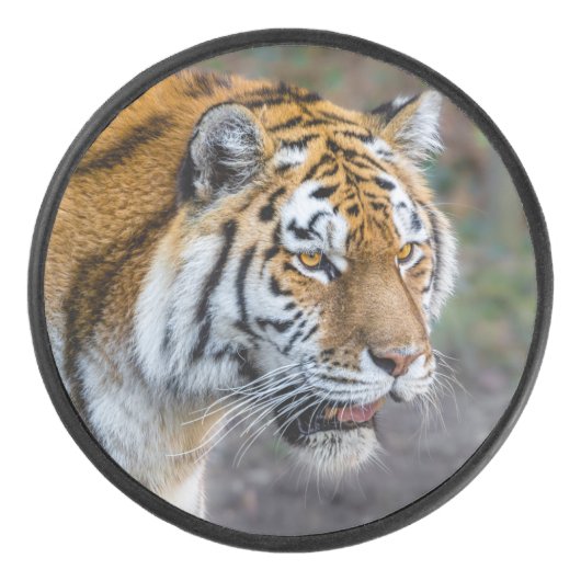 Amur tiger eishockey puck (Vorderseite)