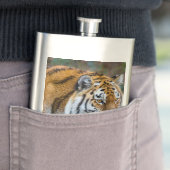 Amur tiger flachmann (Beispiel)