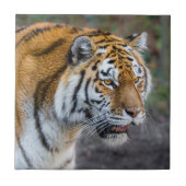 Amur tiger fliese (Vorderseite)