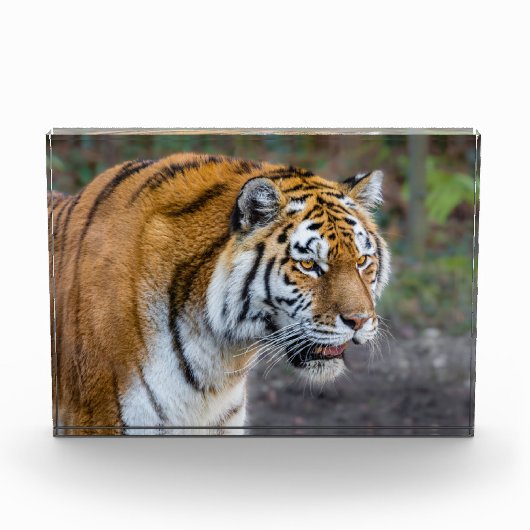 Amur tiger fotoblock (Vorderseite)