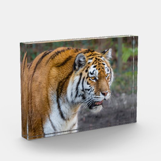 Amur tiger fotoblock (Links)