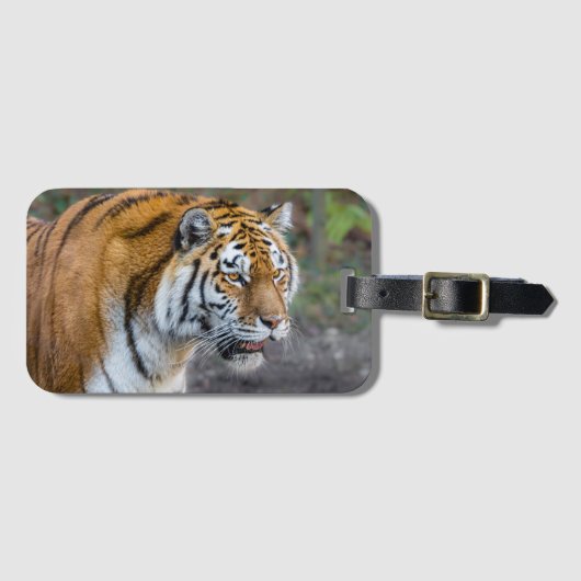 Amur tiger gepäckanhänger (Vorderseite (Horizontal))