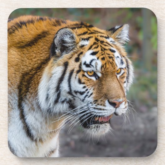 Amur tiger getränkeuntersetzer (Vorderseite)