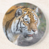 Amur tiger getränkeuntersetzer (Vorne)