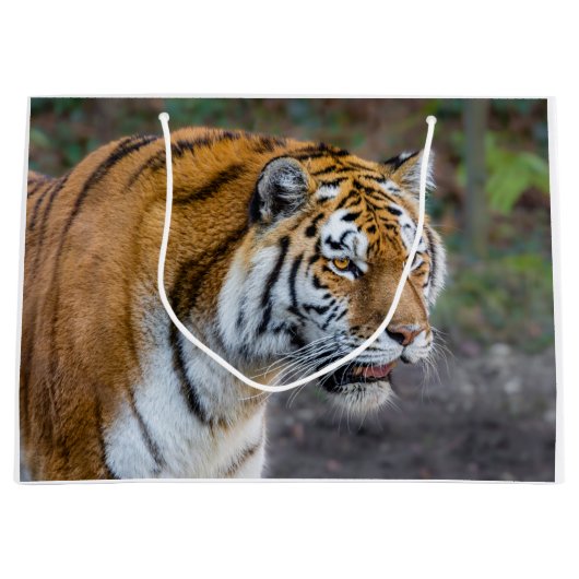 Amur tiger große geschenktüte (Vorderseite)