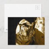 Amur Tiger in Sepia Postkarte (Vorne/Hinten)