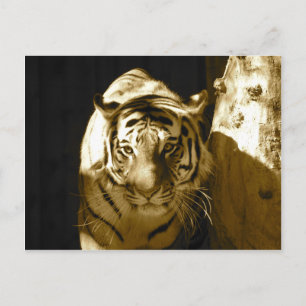 Amur Tiger in Sepia Postkarte