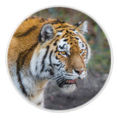 Amur tiger keramikknauf (Vorderseite)