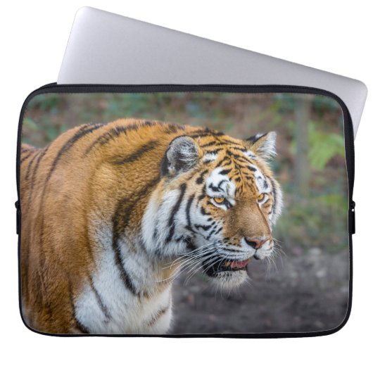 Amur tiger laptopschutzhülle (Vorderseite)