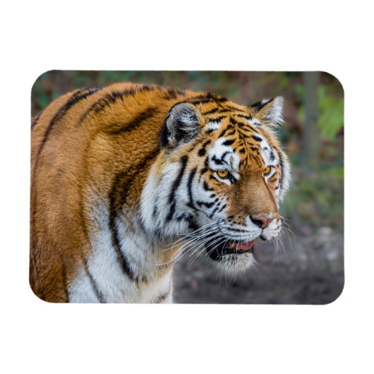 Amur tiger magnet (Horizontal)