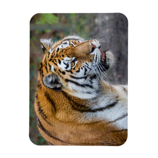 Amur tiger magnet (Vertikal)