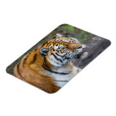 Amur tiger magnet (Linke Seite)