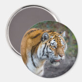 Amur tiger magnet (Vorderseite/Rückseite)
