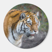 Amur tiger magnet (Vorne)