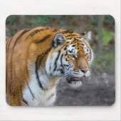 Amur tiger mousepad (Vorne)