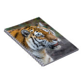 Amur tiger notizblock (Rechte Seite)