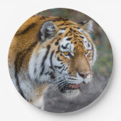 Amur tiger pappteller (Vorderseite)