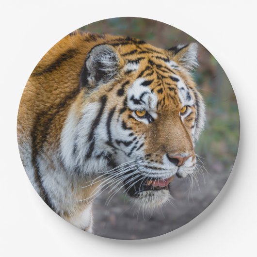 Amur tiger pappteller (Vorderseite)
