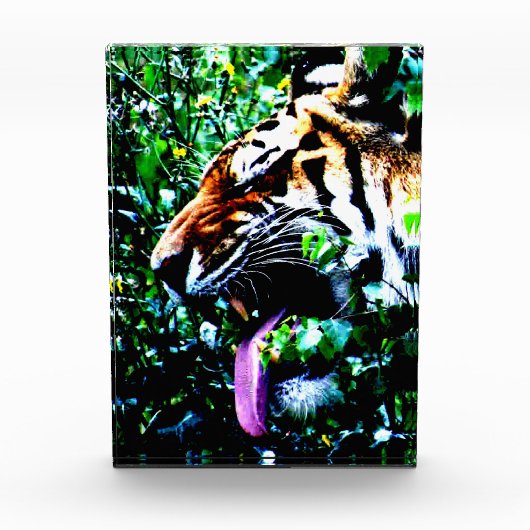 Amur Tiger pbm Fotoblock (Vorderseite)
