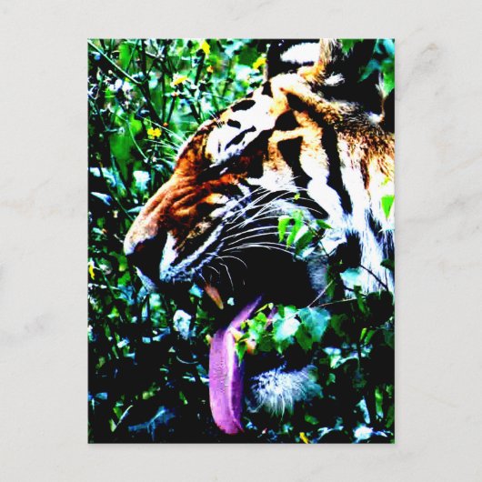 Amur Tiger pccna Postkarte (Vorderseite)