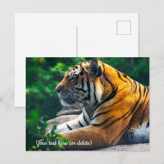 Amur Tiger Postcard Postkarte (Vorne/Hinten)