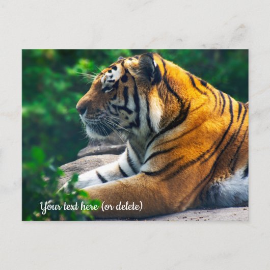 Amur Tiger Postcard Postkarte (Vorderseite)