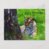 Amur Tiger Postcard Postkarte (Vorderseite)