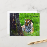 Amur Tiger Postcard