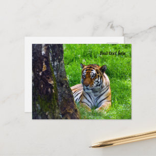 Amur Tiger Postcard Postkarte
