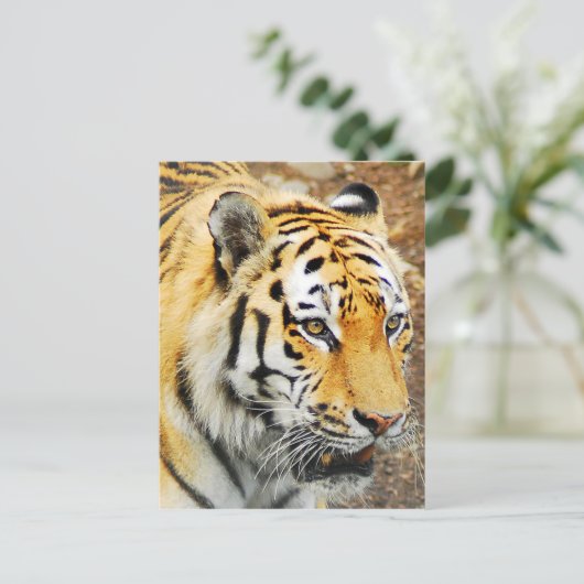 Amur Tiger Postkarte (Stehend Vorderseite)
