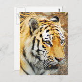 Amur Tiger Postkarte (Vorne/Hinten)