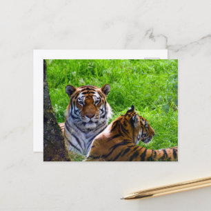Amur-Tiger-Postkarte Postkarte
