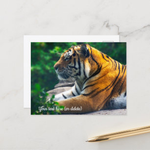 Amur-Tiger-Postkarte Postkarte