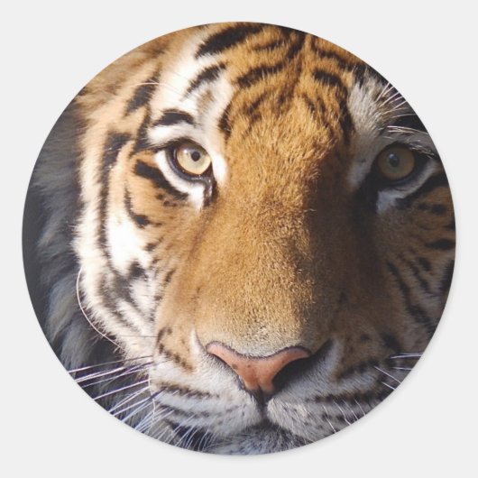 Amur Tiger Runder Aufkleber (Vorderseite)