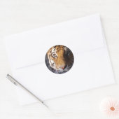 Amur Tiger Runder Aufkleber (Umschlag)