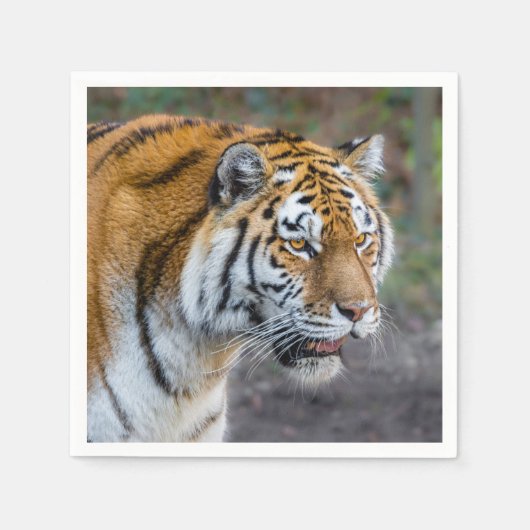 Amur tiger serviette (Vorderseite)