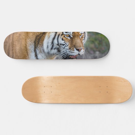 Amur tiger skateboard (Horizontal)