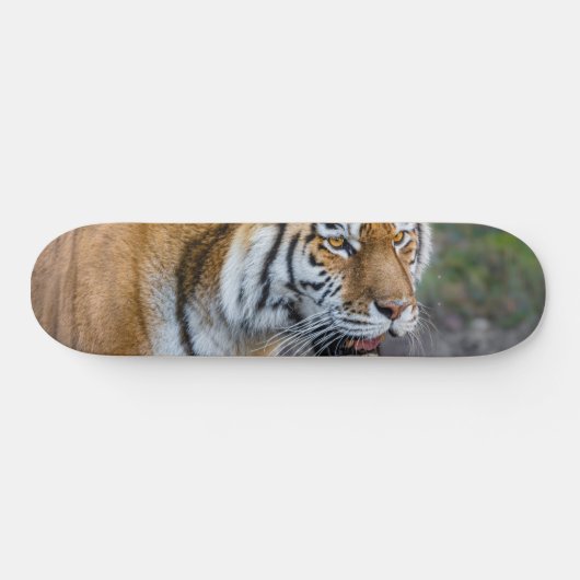 Amur tiger skateboard (Horizontal)