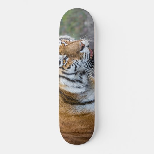 Amur tiger skateboard (Vorderseite)