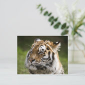 Amur Tiger Species Info Postkarte (Stehend Vorderseite)