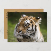 Amur Tiger Species Info Postkarte (Vorne/Hinten)